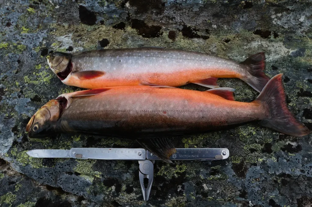 Two freshly caught arctic char