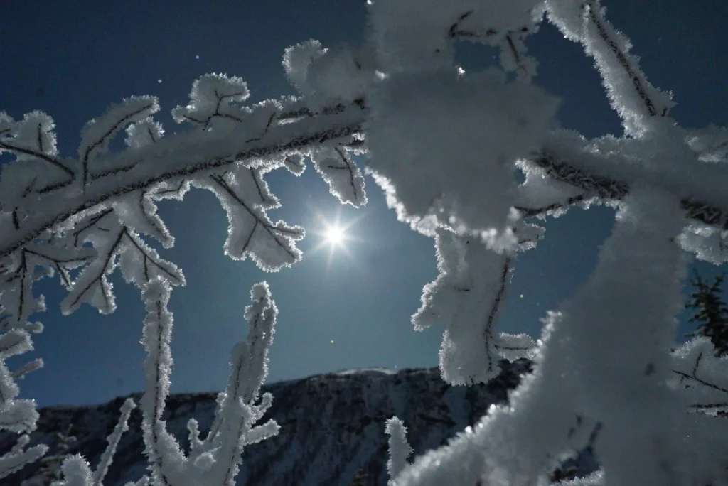 Frosted birch branches against the moonlit sky