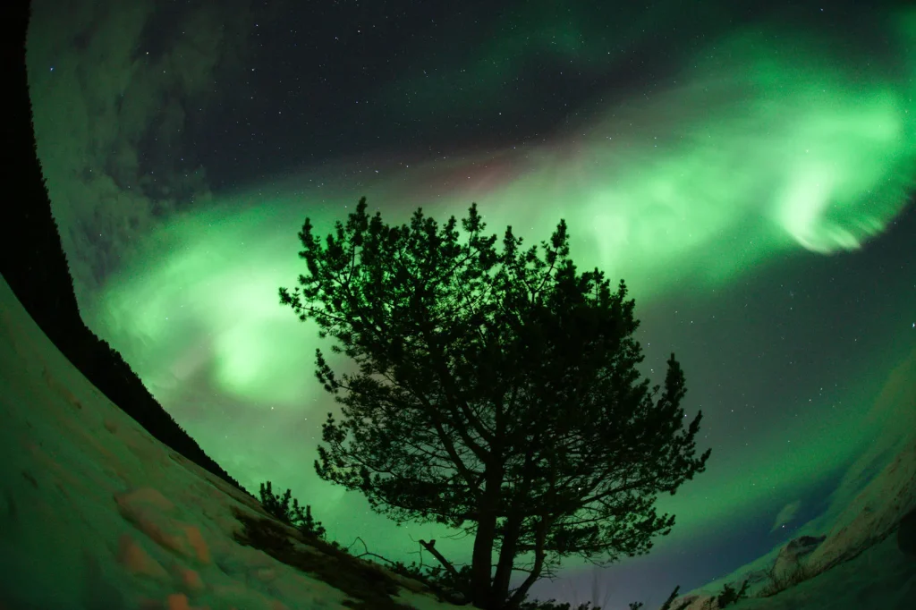 A pine tree under a sweeping aurora