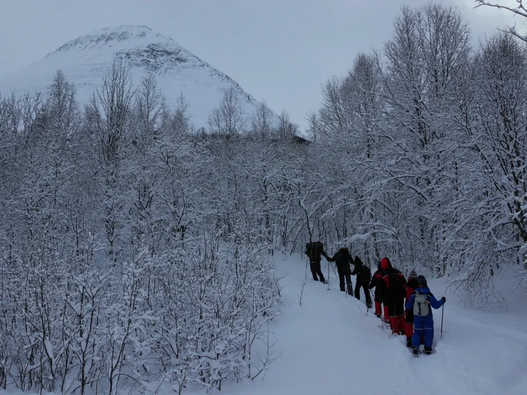 Snowshoers in a white birch forest